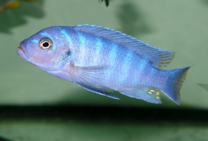 Maylandia sp. 'elongatus chidunga' Chidunga Rocks